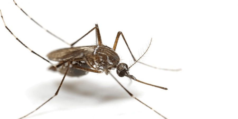 Why Mosquitoes Love Your Ears
