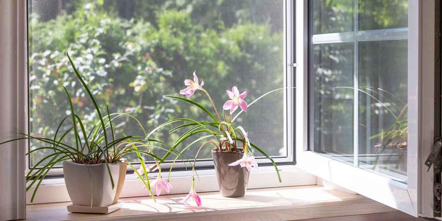 summer window
