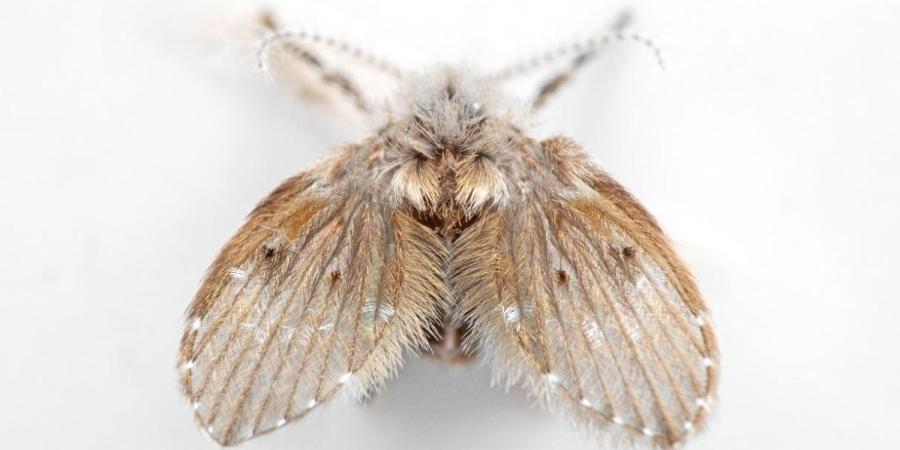 Close-up of a drain fly