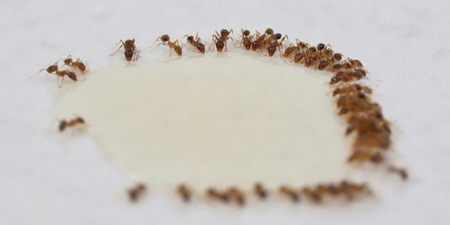 ant bait
