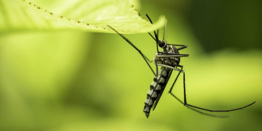 mosquito in garden