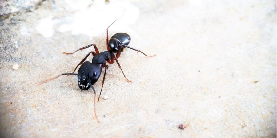 carpenter ants