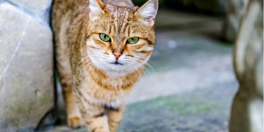 cat fleas and disease facts