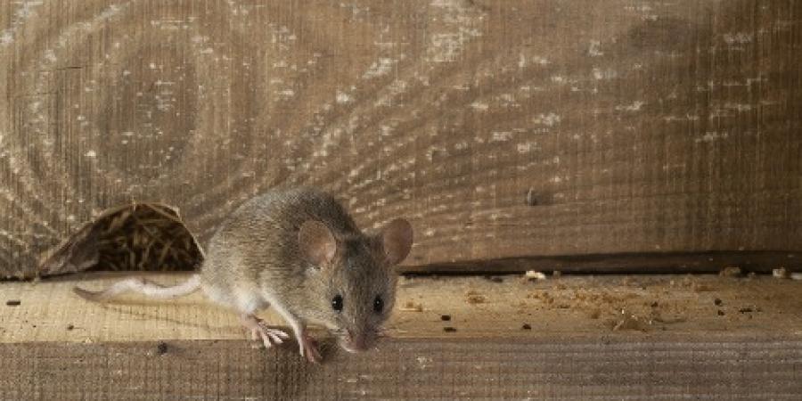mouse smelling rodent bait
