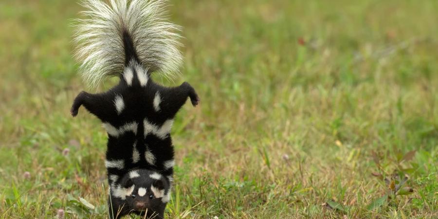 Skunks