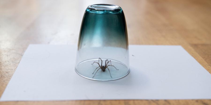 catching a spider in a cup