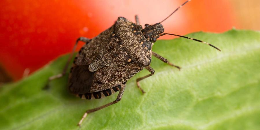 stink bugs