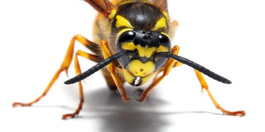 wasps in winter