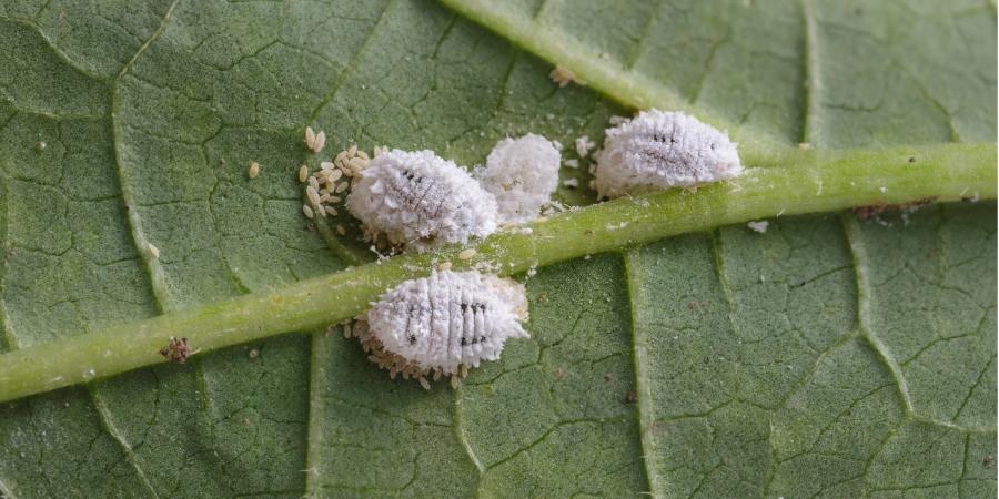 white bugs on houseplants