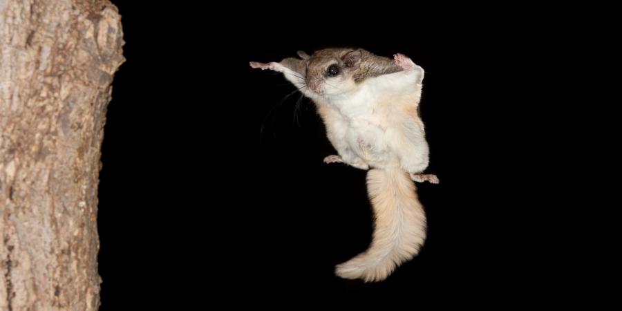 flying squirrel