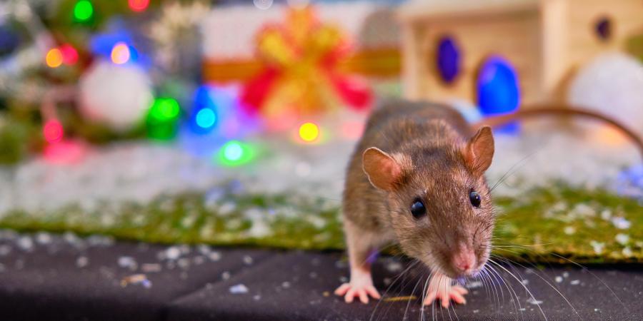 mouse at christmas