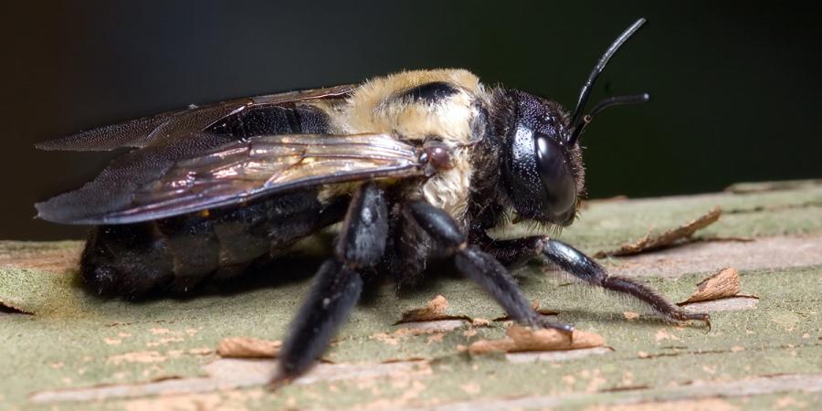 carpenter bee