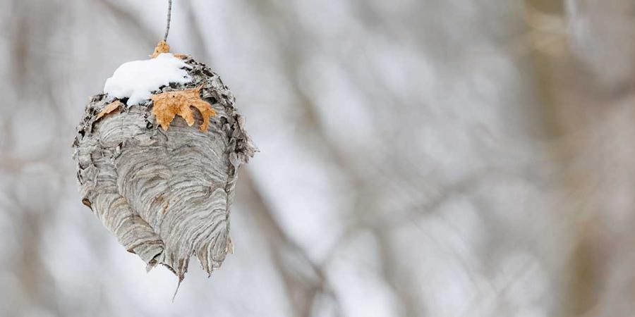 Wasps nest in winter