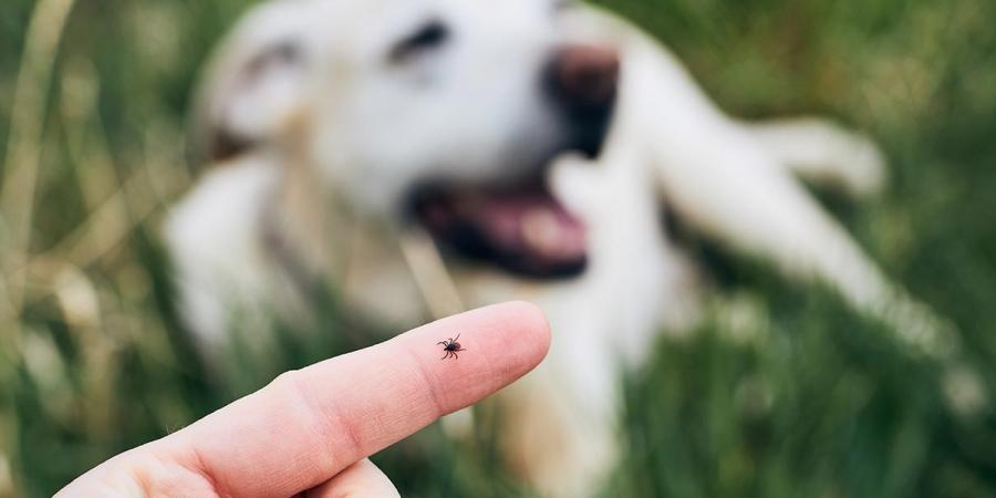 tick on finger dog in background