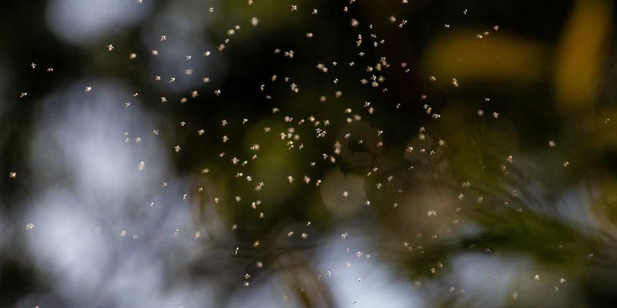 black fly swarm