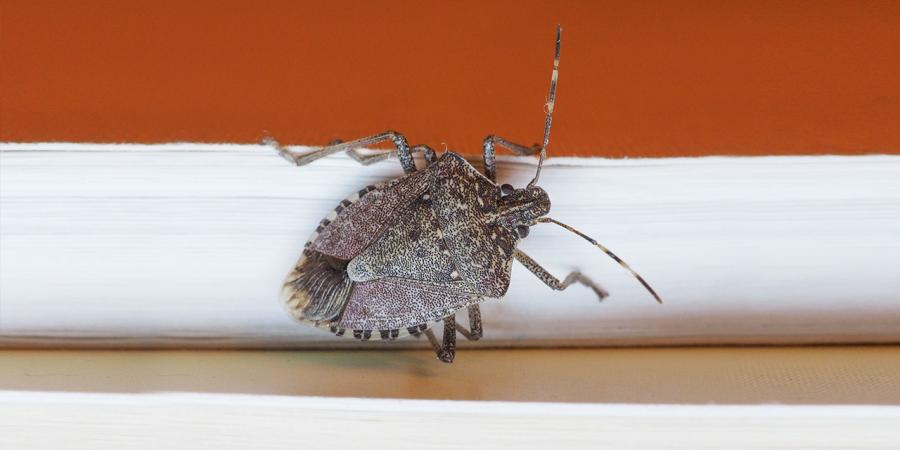 stink bug