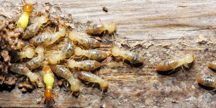 termite workers