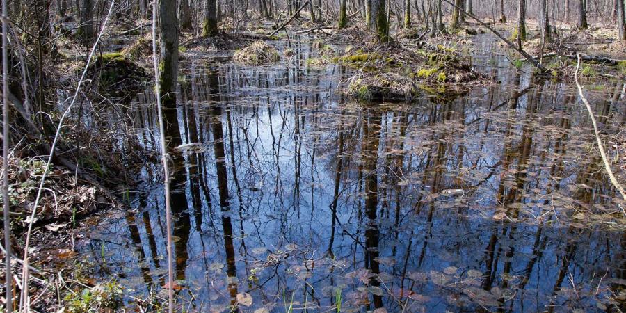 vernal pool