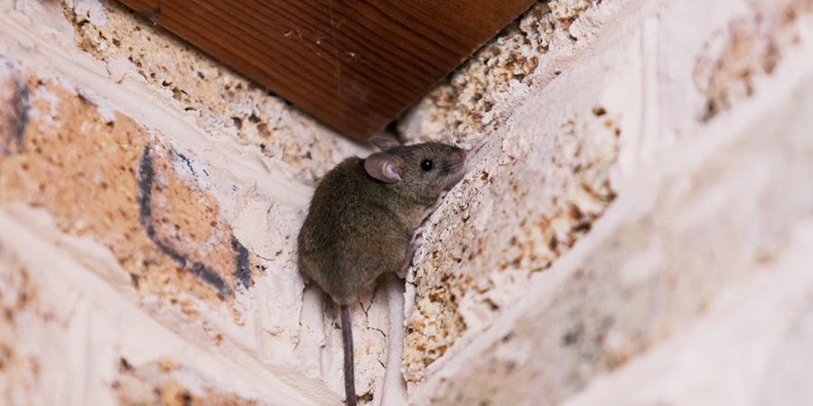 mouse on foundation