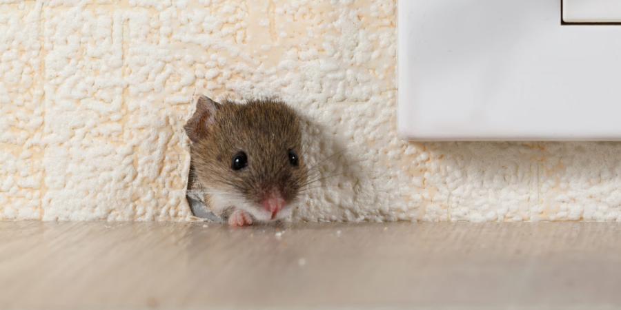 mouse through hole in wall