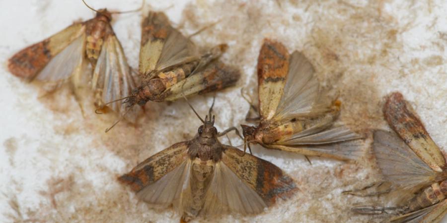 Indian meal moth resting on grain – a common stored product pest that contaminates dry food supplies.