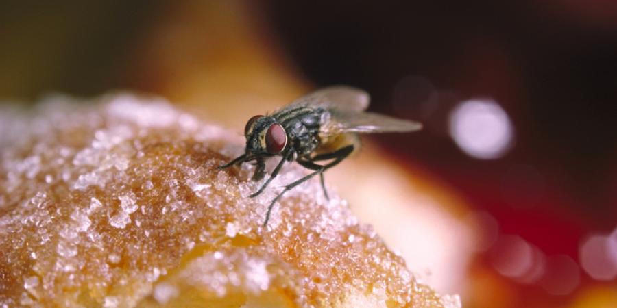 fly