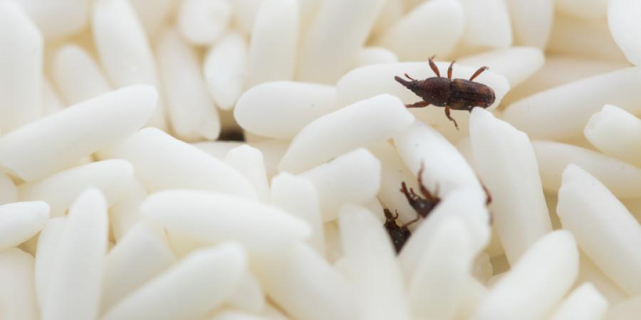 Beetle infestations can destroy stored products, in this case white rice