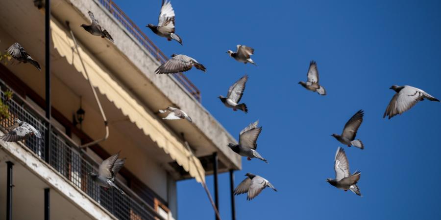 jp-pest-bird-control-tips-for-property-managers