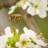 The Benefits Of Bees To Your Garden