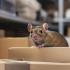 commercial pest control