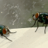 Flies in Healthcare Staff Areas