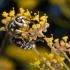 Bald Faced Hornet