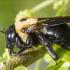 Carpenter Bee