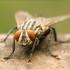 Common House Fly