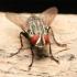 Flesh Fly