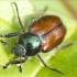 Japanese Beetle