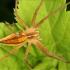 Nursery Web Spider