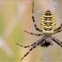 Orb Weaver Spider