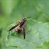 Paper Wasp