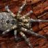 Wolf Spider