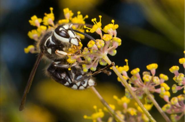 Bald Faced Hornet