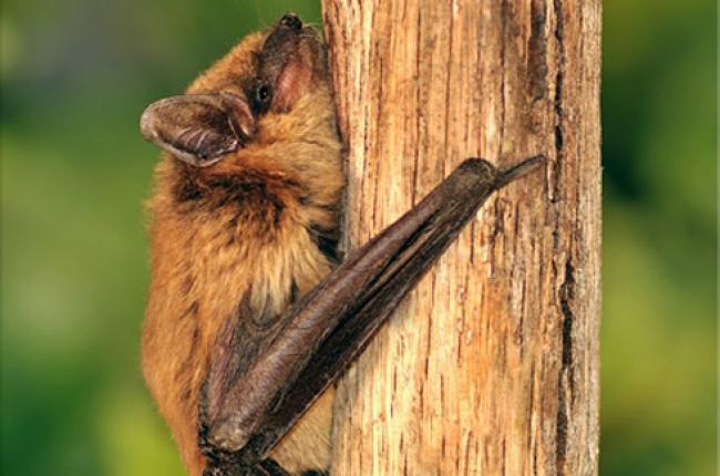 Big Brown Bat