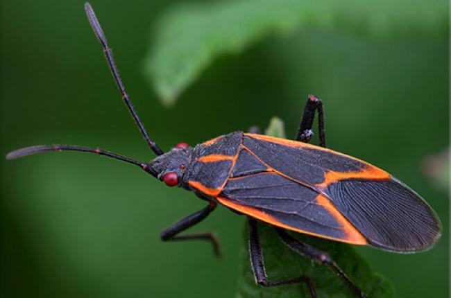 Boxelder Bug