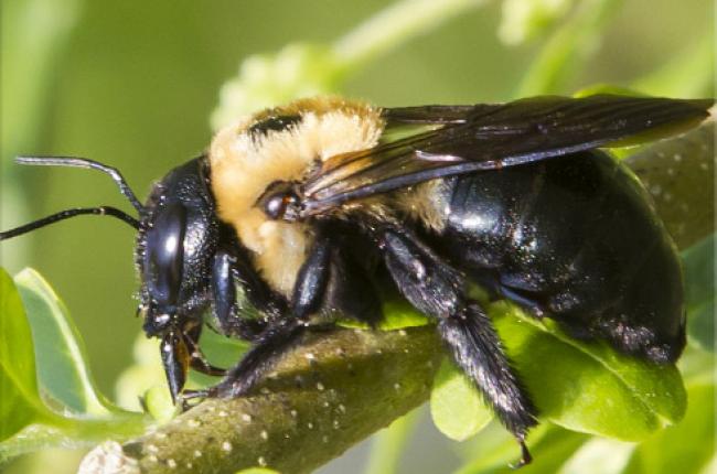 Carpenter Bee