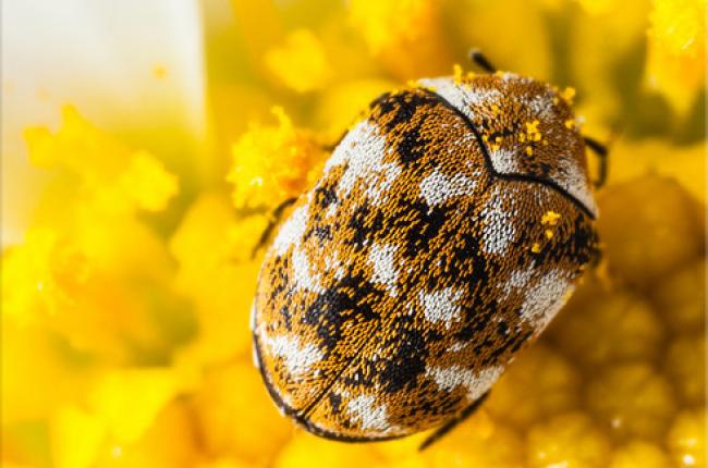 Varied Carpet / Furniture Beetle