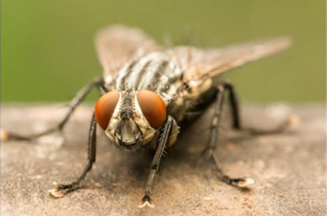 Common House Fly