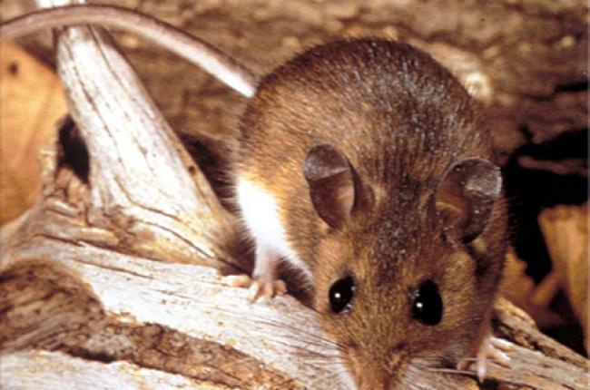 Deer Mouse