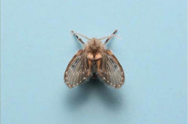 Drain Fly