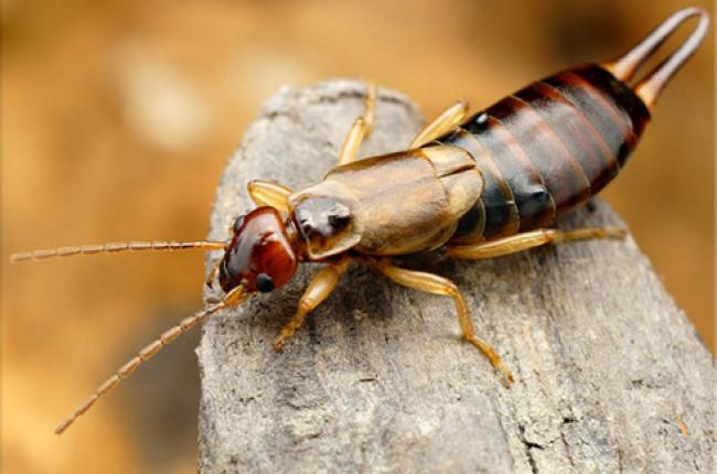 Earwig