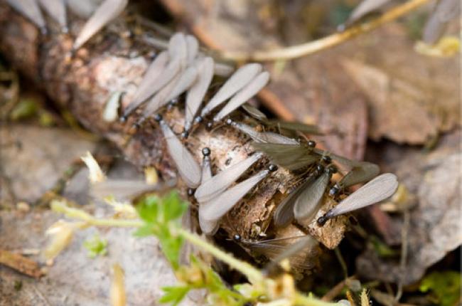 Eastern Subterranean Termite